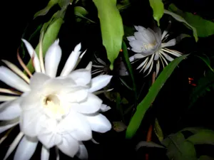 昙花一现图片_8