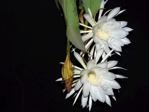 昙花一现图片_9