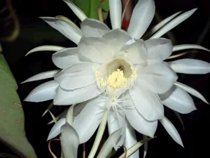 昙花一现图片_10