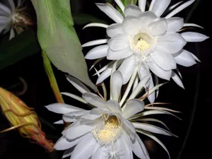 昙花一现图片_11