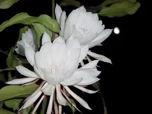 昙花一现图片_12
