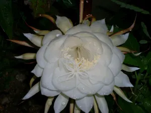 昙花一现图片_13