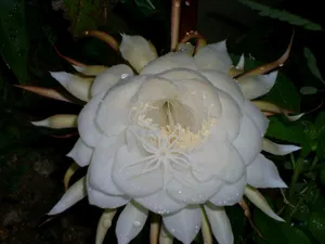 昙花一现图片_14