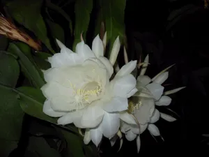 昙花一现图片_15