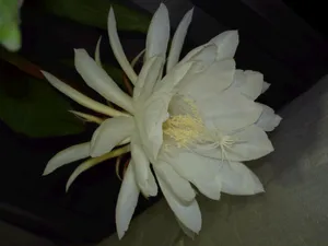 昙花一现图片_16