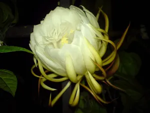 昙花一现图片_17