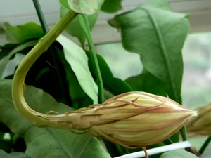 昙花一现图片_18