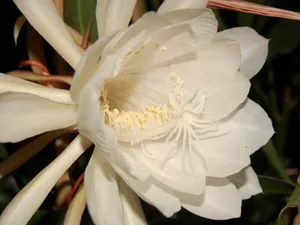 昙花一现图片_19