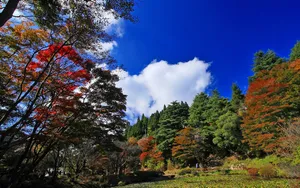 宽屏红叶 第三辑_3