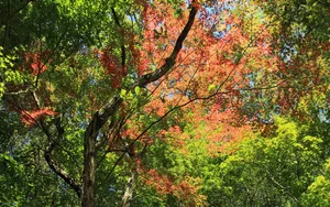 宽屏红叶 第三辑_6