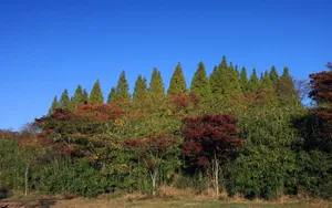 宽屏红叶 第三辑_8