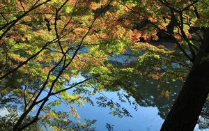 宽屏红叶 第三辑_9