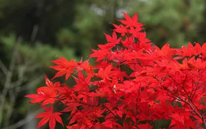 宽屏红叶 第三辑_11