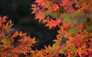 宽屏红叶 第三辑_12