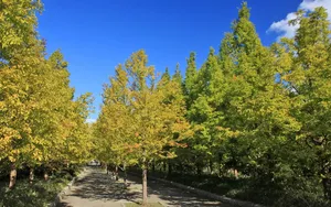 宽屏红叶 第三辑_16