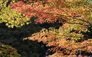 宽屏红叶 第三辑_17