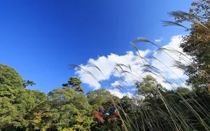 宽屏红叶 第三辑_19