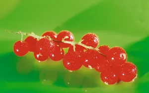 水果图片壁纸_10