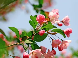 海棠花_2
