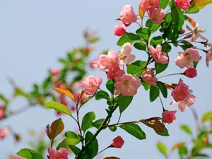 海棠花_6