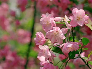 海棠花_12