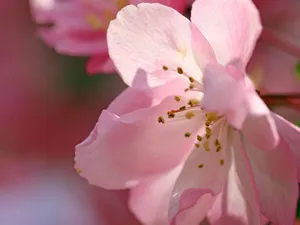 海棠花_13