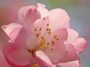 海棠花_14