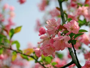 海棠花_15