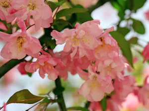 海棠花_16