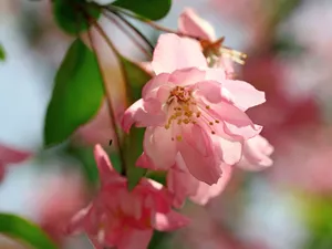 海棠花