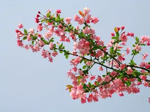 海棠花_2