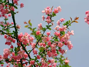 海棠花_5