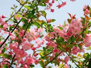 海棠花_6