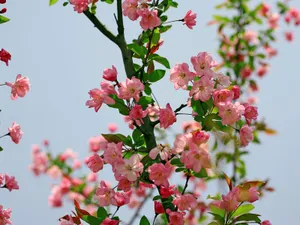 海棠花_7