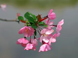 海棠花_8