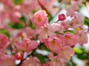 海棠花_11