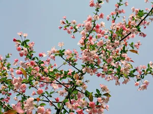 海棠花_12
