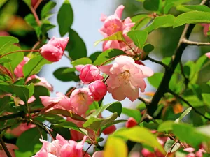 海棠花_13