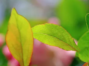 海棠花_14