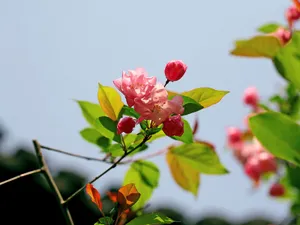 海棠花_16