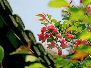 海棠花_17