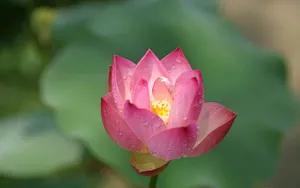 荷花写真 第二辑_2