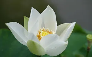 荷花写真 第二辑_3
