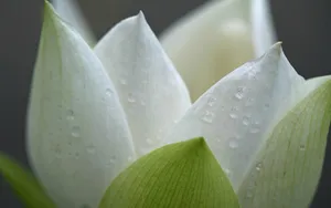 荷花写真 第二辑_4