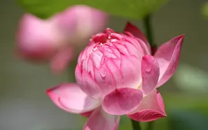 荷花写真 第二辑_6