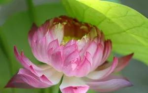 荷花写真 第二辑_8