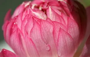 荷花写真 第二辑_9