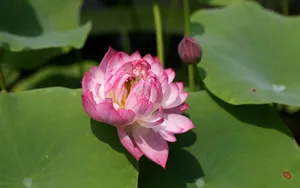 荷花写真 第二辑_11