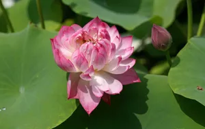 荷花写真 第二辑_12