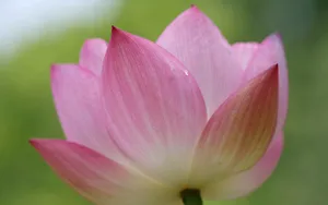 荷花写真 第二辑_13